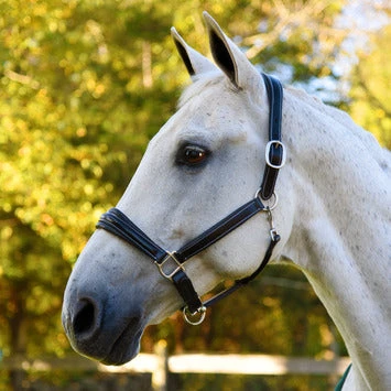 Red Barn Fancy Stitching Padded Leather Halter 1 Red Barn Fancy Stitching Padded Leather Halter