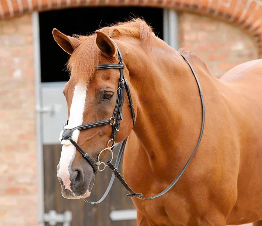 For the Horse Store -For the Horse Store z6814517613406 9c9e105c2b3354c17984127d0c80feb2